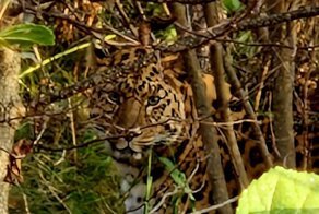 Папа римский взял под опеку приморского леопарда