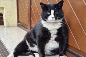 Уличный кот из Польши стал местной "достопримечательностью"