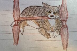 Приют придумал забавный способ для сбора средств