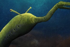 Ученые не могут классифицировать таинственного монстра