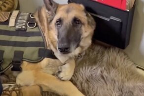 Служебную собаку ветерана проводили на последнем рейсе