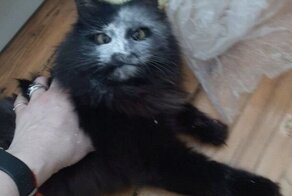 Наглость, которая восхищает и завораживает