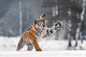 В Хабаровском крае амурская тигрица случайно заперлась в собачьем вольере