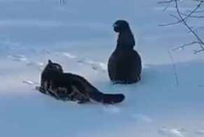 Не по зубам: храбрый глухарь прогнал кота