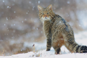 Дикий кот