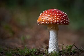 19-летнего москвича по фамилии Мухоморов чуть не убили грибы-однофамильцы