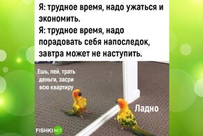 Комментарии и картинки из соцсетей. Свежак за 20 февраля