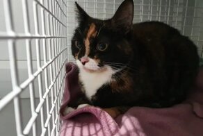 Прохожие увидели кошку, на ошейнике которой была грустная записка