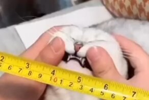 Арест серийного кусателя