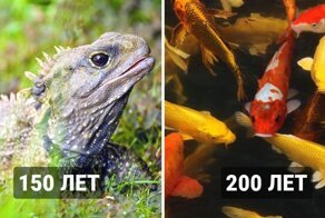 15 самых невероятных животных долгожителей