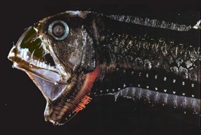 Самые удивительные, необычные и ужасные рыбы в мире