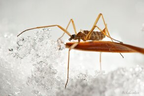 На Байкале нашли комара, который зимой не спит, охотится, а внутри у него антифриз