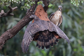 Хохлатый осоед: Безбашенная птица разоряет ульи, ест пчёл, ос и шершней. И всё без вреда для здоровья! Как ей это удаётся?