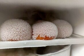 17 любопытных открытий, сделанных ради ответа на вопрос: «Что будет, если…?»