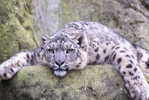 Вымирающие виды: редкие животные, которых осталось менее 100 особей