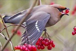Позор медведю, пьянице и наркоману!
