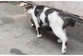 Кошка стала приемной мамой для детеныша обезьяны