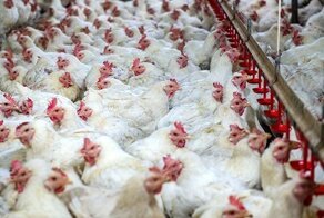 Учёные предложили клеить на мясо "предупреждения", как на пачках сигарет