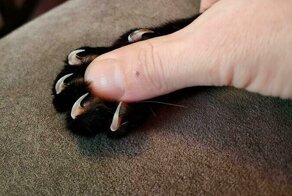 30 фото с главным кошачьим оружием — когтями