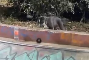 Улыбчивый пёс пошутил над скейтбордистом