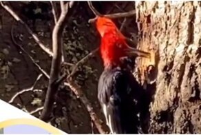 Тот самый дятел Вуди