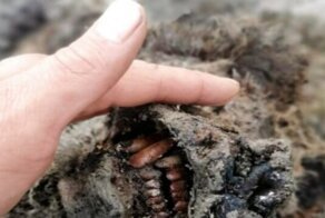 Древний медведь найден оленеводами в Сибири