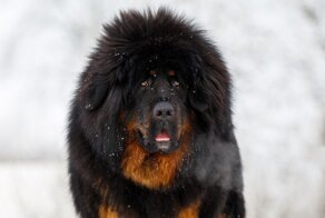 Люди думали, что 2 года растили мастифа - но он оказался диким животным