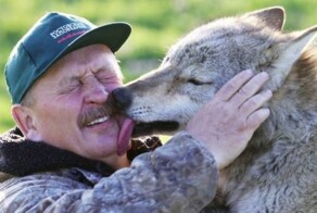 Лесник услышал под окнами жалобный плач. Это оказалась волчица. Лесник спас истощенную волчицу, а весной она удивила мужчину