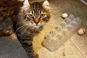 День без пакостей – время на ветер