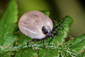 10 самых опасных клещей для человека