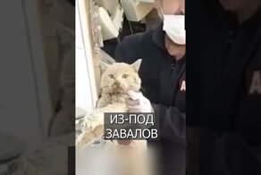 Из-под завалов в Турции достали живую лошадь спустя 21 день после землетрясения