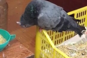 Ну вроде нормально голову держит