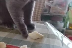 Кот спаситель