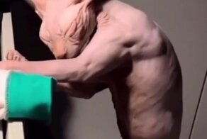 Типичные качки