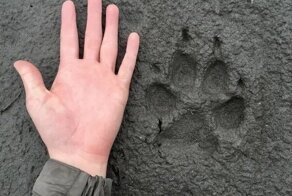 35 любопытных кадров, собранных с просторов сети