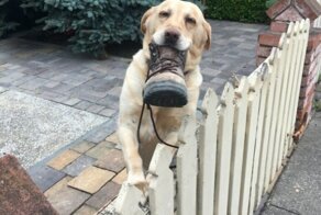 Это всё для тебя: животные, которые подарили хозяевам самое дорогое