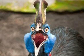 Какие звуки издает самая опасная птица на земле