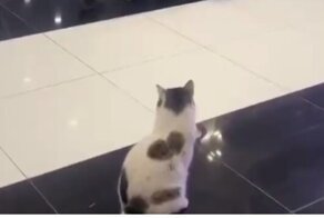 Мужчина, потерявший свою кошку полгода назад, случайно увидел её в аэропорту