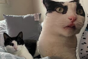 20 забавных и симпатичных предметов домашнего декора