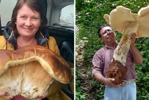 19 случаев, когда люди отправились в лес и наткнулись на настоящий грибной клад