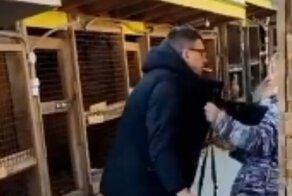 В Карелии чиновник и зоозащитница подрались из-за содержания бездомных собак
