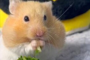 Владелец хомяков готовит для любимцев ресторанные блюда