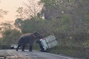 Видео: в Таиланде дикий слон перевернул грузовик с водителем внутри