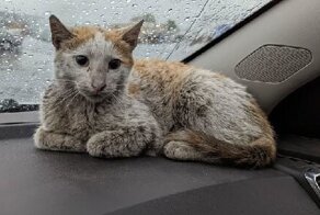 Спасибо, люди: 30 трогательных фото кошек до и после спасения