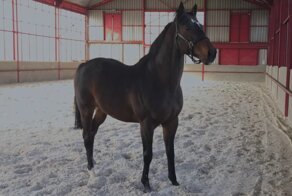 Кадыров подтвердил кражу своего скакуна в Чехии и назвал его реальную стоимость