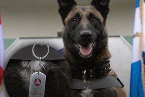 Грузинскому псу вручили медаль за спасение людей из-под завалов в Турции