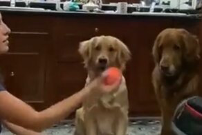 Потешная реакция собак на исчезновение игрушки