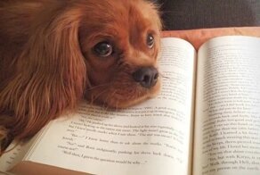 Не порть глаза! Учёные коты и собаки, которые строго следят за качеством и количеством текстового контента