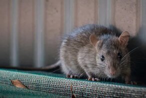 Невидана зверушка: ученые создали мышей с двумя биологическими отцами
