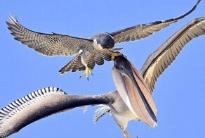Фотограф заснял эпичное нападение сокола на пеликана